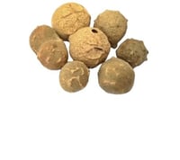 عفص ابيض حب