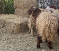 خروف نعيمي حجم كبير