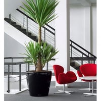 حوض نبات الماني بدون نظام ري Lechuza Classico Prem...