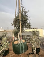 أكياس زراعية للأشجار 600لتر