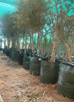 أكياس زراعية كبيرة للأشجار 300 لتر