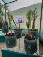 أكياس زراعية كبيرة للأشجار حجم 75 لتر