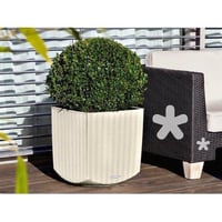 منتج نبات الماني ذاتي الري ماركة Lechuza نوع Cube...