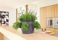 حوض نباتات ري ذاتي ماركة Lechuza موديل Cascadino C...