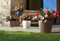 حوض نبات الماني ري ذاتي Lechuza Classico Color