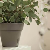 حوض Latina ري ذاتي