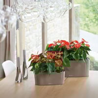 حوض نبات الماني ذاتي الري Lechuza Delta Premium Ta...