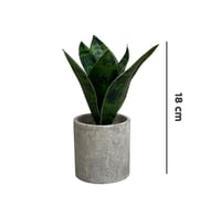 مركن شجر رصاصي أخضر فاتح