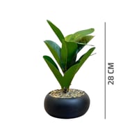 شتلة خضرا بمركن