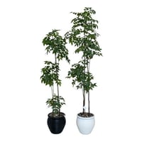 شجرة فيكس 155 سم