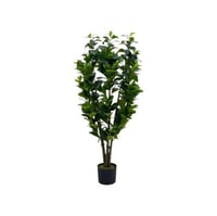 شجره ببروميا 1.3م