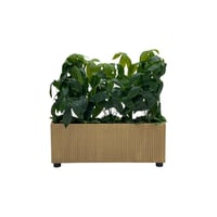 شتلة شفليرا صناعي حوض مستطيل