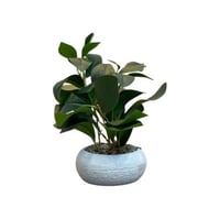 شتلة ورق ليمون صناعي بمركن سيراميك