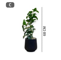 شتلة ليمون اخضر حوض بلاستيك