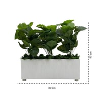 شتلة ورق أخضر جامبو حوض مستطيل