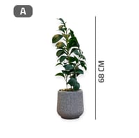 شتلة ليمون اخضر حوض بلاستيك