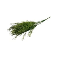 شتلة زرع خضراء