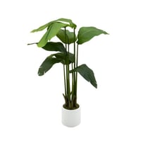 شجر استراليزيا 130 سم