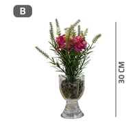 ورد بفازه زجاج