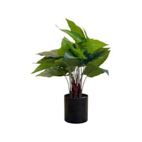 شتلة انتريوم بمركن للزينة