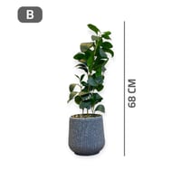 شتلة ليمون اخضر حوض بلاستيك