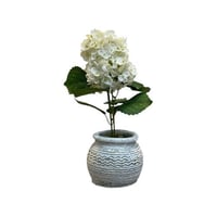 ورد الهيدرنجا بفازة