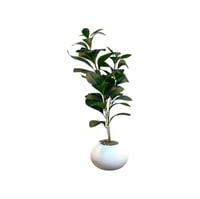 شتلات صغيرة خضراء بمركن