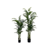 شجر نخل كواي