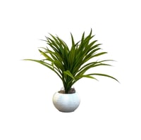 شتله صغيرة خضراء بمركن