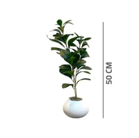 شتلات صغيرة خضراء بمركن