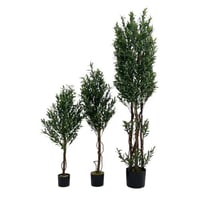 شجر زيتون زينة