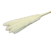 غصن ريش للديكور