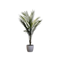 شتلة سعف بمركن