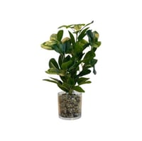 شتلة خضراء بمركن زجاج