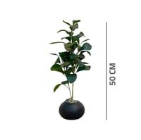 شتلات صغيرة خضراء بمركن