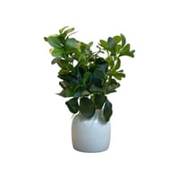 شتلة خضراء صناعية بمركن