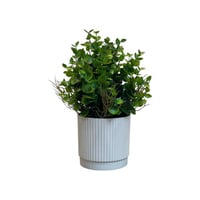 شتلة خضراء بمركن