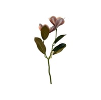 غصن ورد ماغنوليا