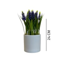 شتلة لافندر بمركن