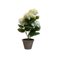 شتلة هيدرنجا بمركن