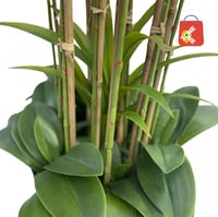 أوركيد 9 أغصان لون وردي غامق