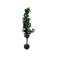 شجر ليمون اخضر صغير حوض بلاستيك