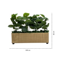 شتلة ورق أخضر جامبو حوض مستطيل