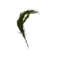 غصن دالية خضراء متنوعة