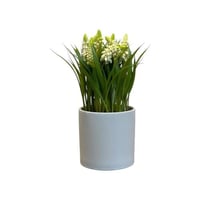 شتلة لافندر بمركن