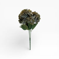 ورد هيدرنجا زيتي