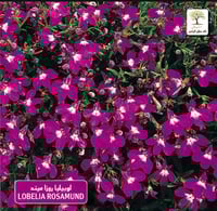 شتلات لوبيليا روزا ميند LOBELIA ROSAMUND