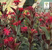 جاتروفا أحمر تايلندي