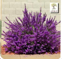 شتلات لوكافيليوم البنفسجي القزمي - مايكروبرست