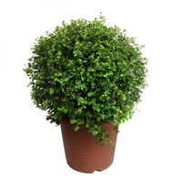 شتلات ياسمين زفر